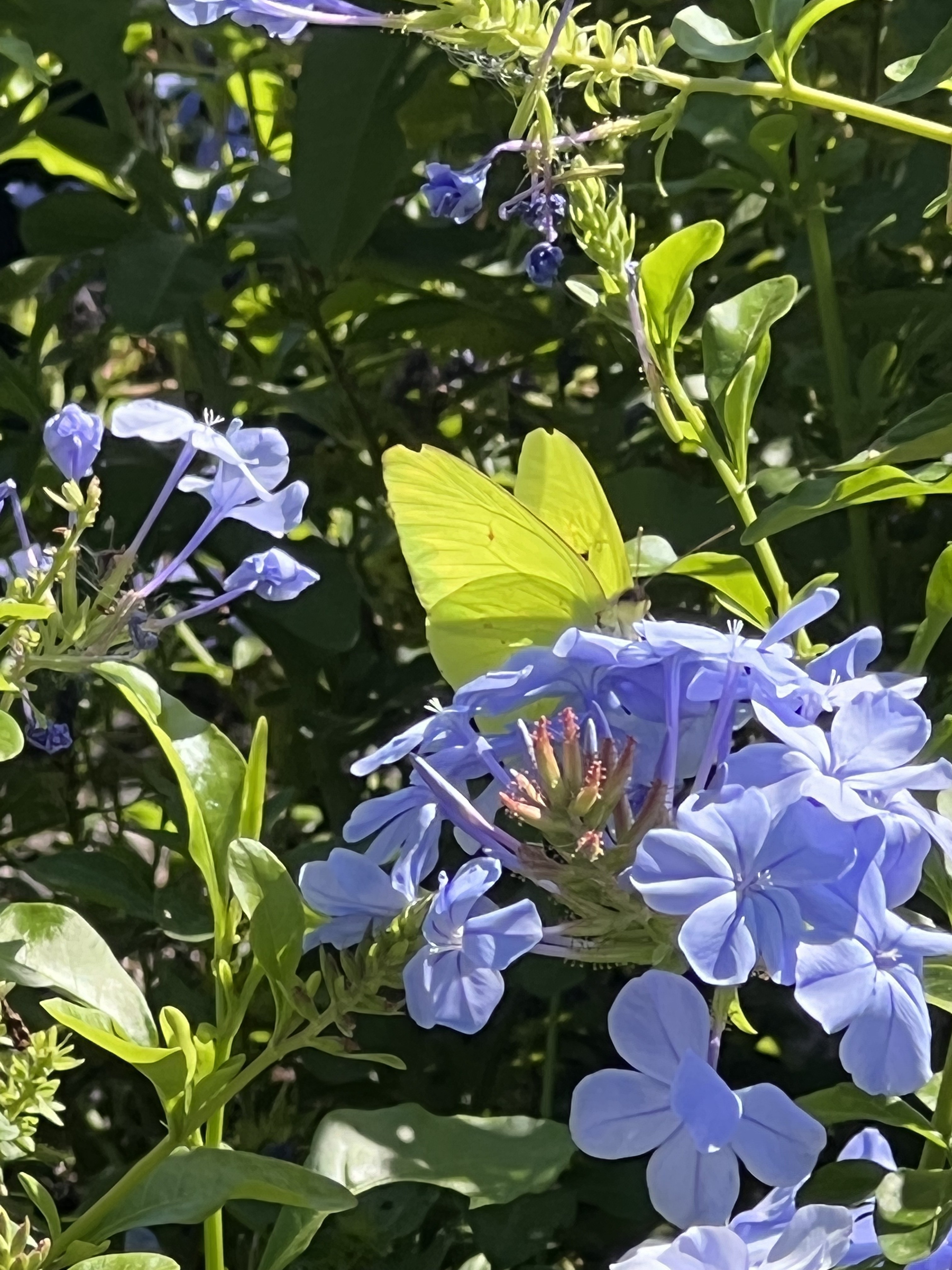Yellow butterfly on blue flowers