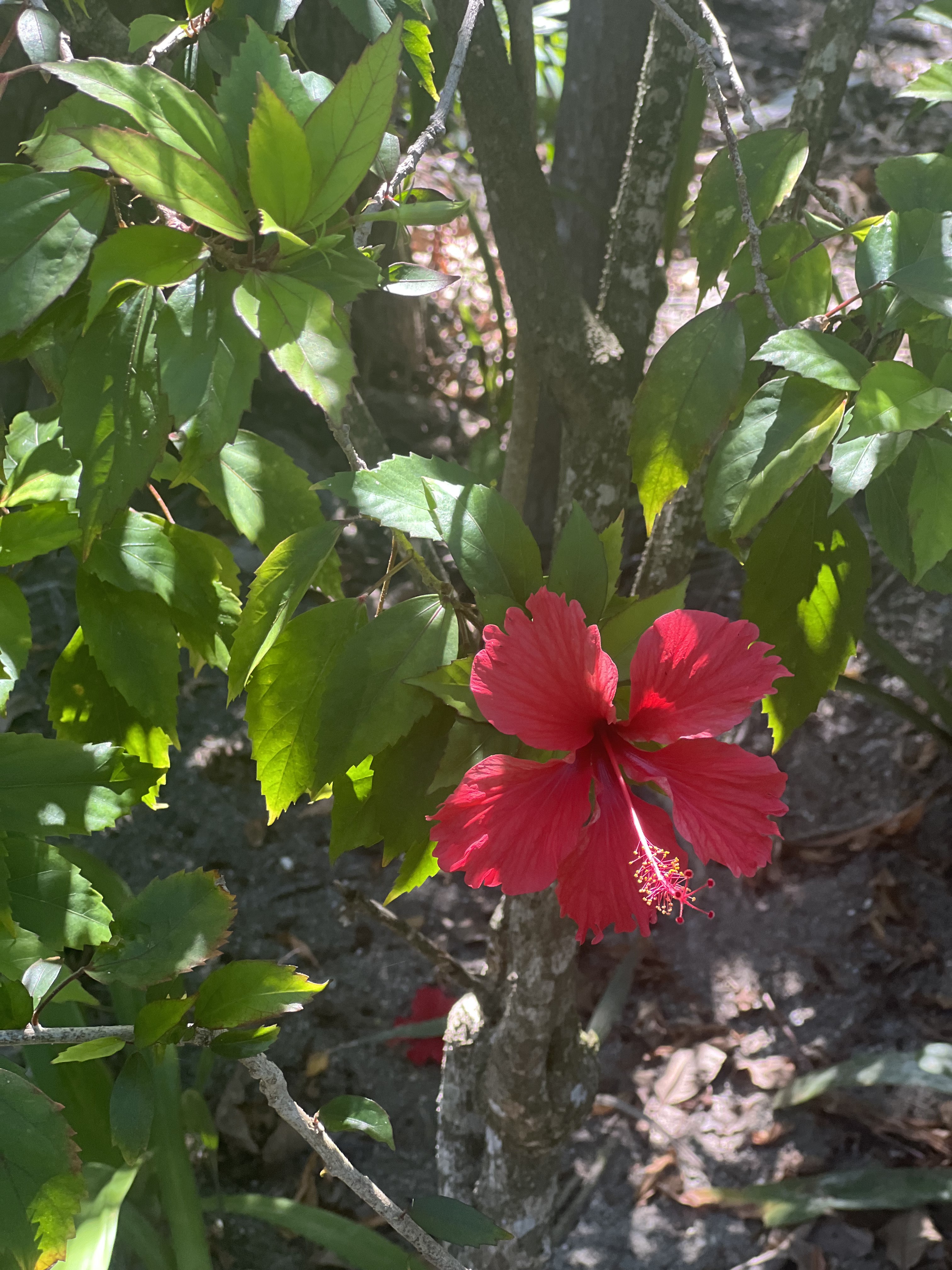 Red hibiscus flower