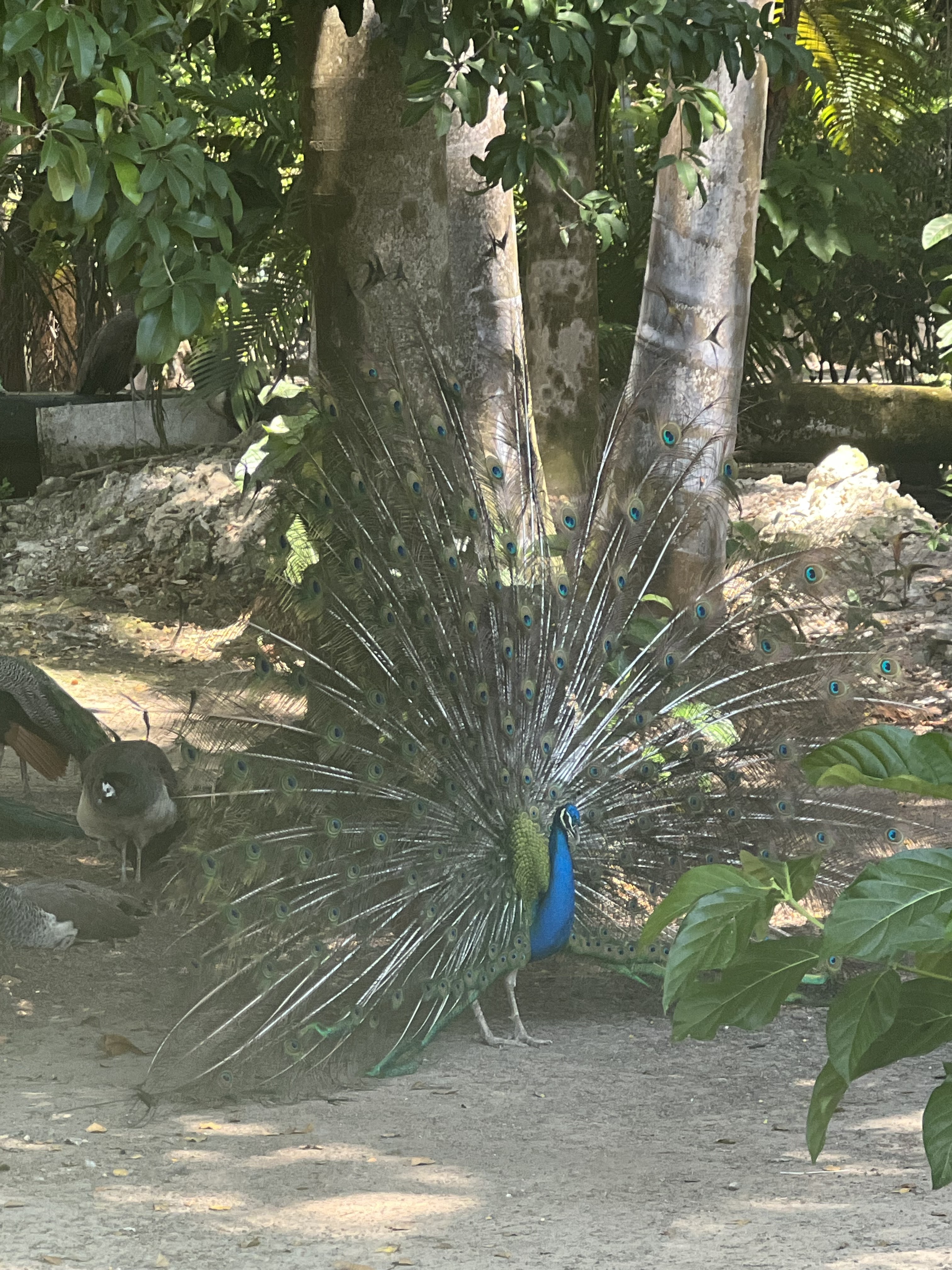 Peacock in full display