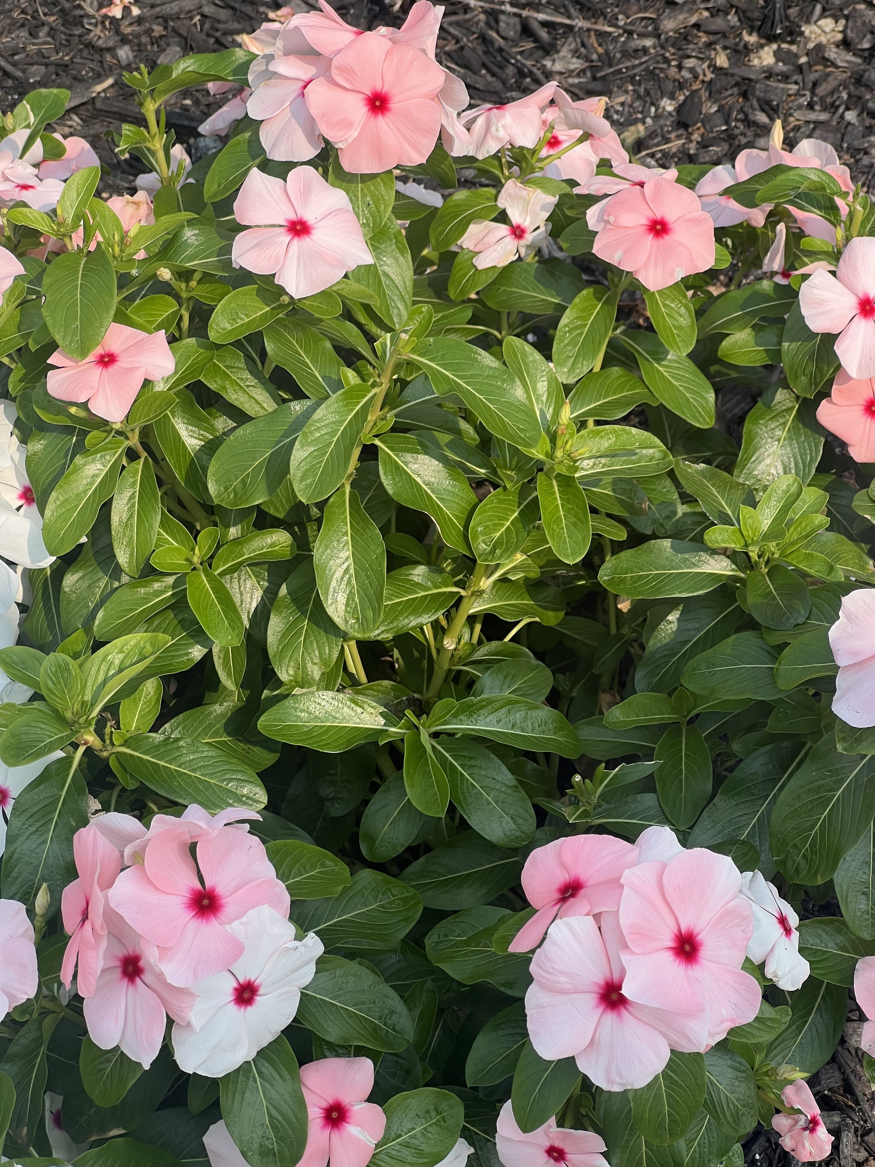 Pink flowers